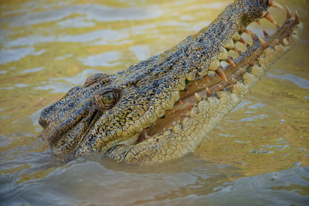 Crocodile in the water, close up of head.