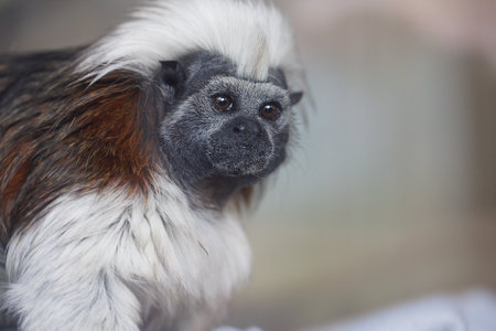 Portrait of a tamarin, Saguinus moluccensis