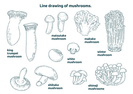 Fashionable line drawings of various kinds of mushrooms.のイラスト素材