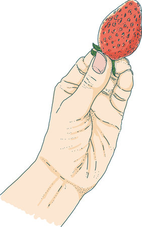 Left hand cut illustration with strawberry calyx.02の写真素材