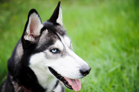A girl and her dog husky walking in a parkの写真素材