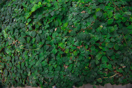 Natural green leaf wall, a texture backgroundの写真素材