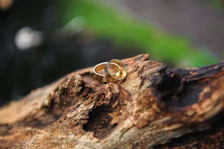 details wedding rings leaves autumn nature sunの写真素材