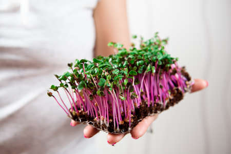 Micro-green healthy food and greens grass. Sprouting Microgreens.の写真素材