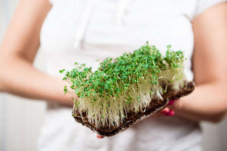 Micro-green healthy food and greens grass. Sprouting Microgreens.の写真素材