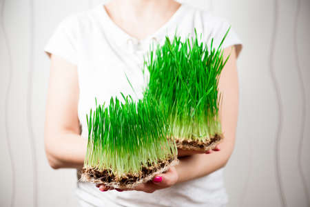 Young sprouts of micro greens wheat in womans hands. Growing seeds at home. Healthy eating.の写真素材