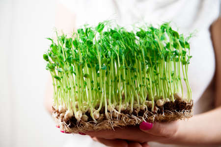 Sprouts of micro greens of peas in womans hands.の写真素材