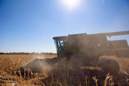 Harvesting corn field in autumn.Harvest working on corn field.の写真素材