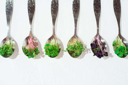 Collage of different microgreens on a white background.の写真素材