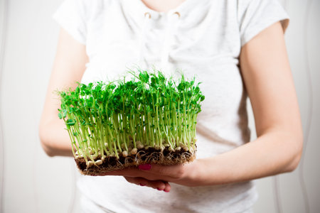 Sprouts of micro greens of peas in womans hands.の写真素材