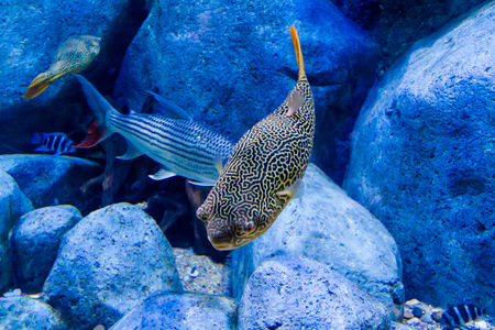 Giant puffer (Tetraodon mbu) and tankmates, Tiger fish and Frontosa cichlids