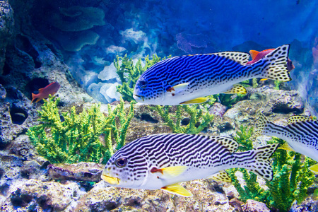 Yellowbanded sweetlips (Plectorhinchus lineata)