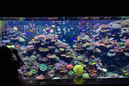 SPS Coral display Show Tank, SEA Aquariumの写真素材
