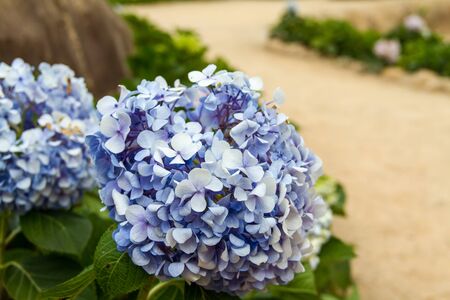 Hydrangea flowerの写真素材