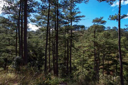 Pine Forest Dalat Vietnamの写真素材