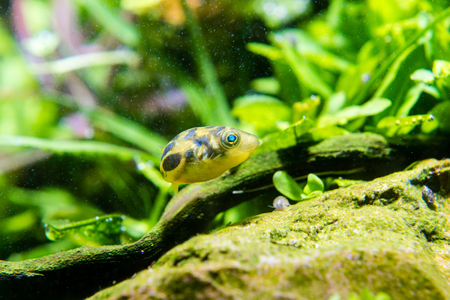 Indian Dwarf Puffer (Carinotetraodon travancoricus) in planted tankの写真素材