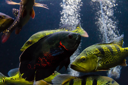 Oscar Cichlid with Peacock bass