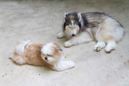 Shih tzu dog and Siberian Husky Dog