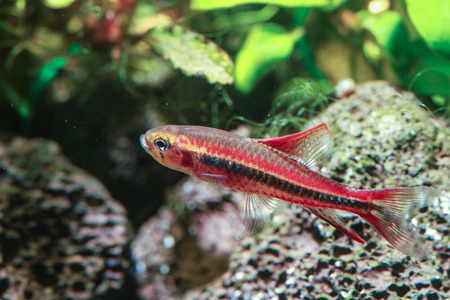 Black Darter Tetra (Poecilocharax weitzmani)の写真素材