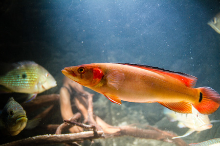 Atabapo red pike cichlid (Crenicichla lugubris)の写真素材