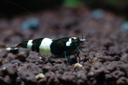 Close up of Taiwan Bee Black King Kong Panda Shrimp(Caridina cantonesis)