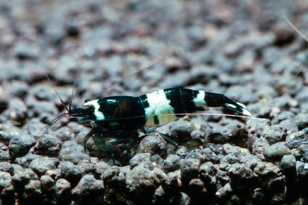 Close up of Taiwan Bee Black King Kong Panda Shrimp(Caridina cantonesis)の写真素材