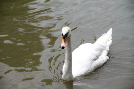 White Swan(Cygnus cygnus) swimming in the pondの写真素材