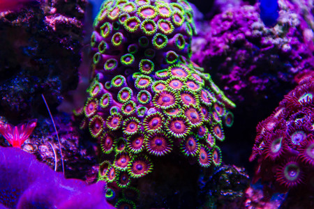 Green and pink Colony Polyp, Eagle Eye (Zoanthus sp.)