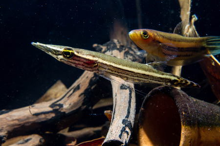 Luciocephalus pulcher and Wild Betta