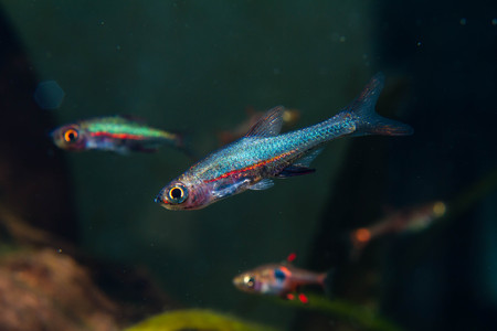 Blue Neon Resbora Fish (Sundadanio axelrodi)の素材 [FY310106356374]