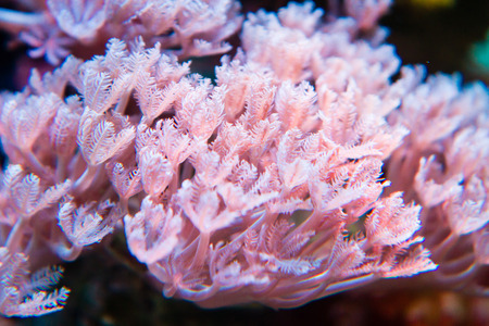 Close up of Pom pom pumping xenia(Xenia sp.)