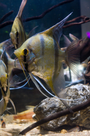 Wild Angelfish Peru Altum Angelfish(Pterophyllum scalare). A tropical fishの写真素材