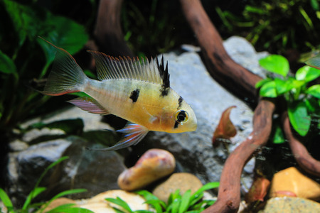 Bolivian Ram Cichlid (Mikrogeophagus altispinosus) a tropical fishの写真素材