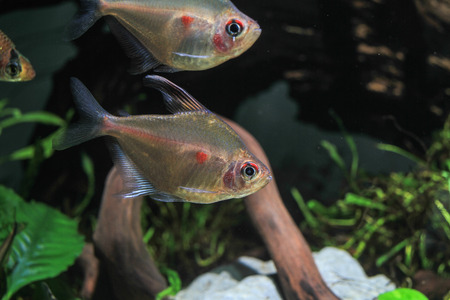 Bleeding Heart Tetra (Hyphessobrycon erythrostigma) a tropical fishの写真素材