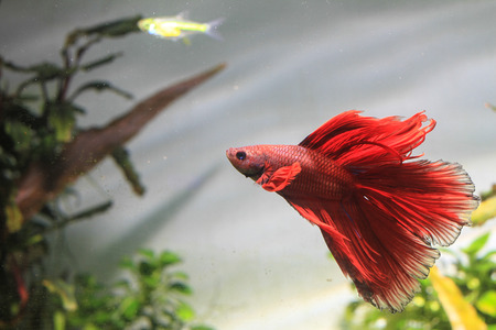 Red half moon Betta fish swimmingの写真素材