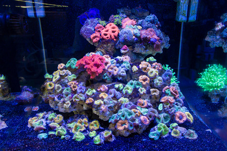 Ricordea florida Coral Tankの写真素材