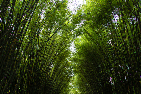 Bamboo forest, cover the sky. Bamboo Tunnelの写真素材