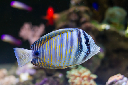 Indian ocean sailfin tang(Zebrasoma desjardinii) swiming in the reef tankの写真素材