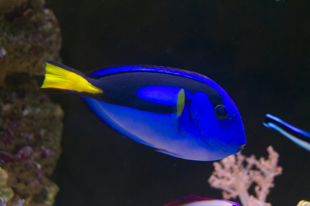 Blue Tang (Paracanthurus hepatus)の写真素材