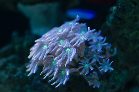 Glove Polyp (Clavularia sp.) one of soft coralの写真素材