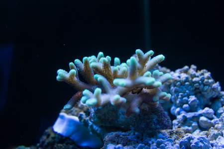 Birdsnest Coral (Seriatopora hystrix) pink with green polyps