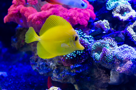Yellow tang (Zebrasoma flavescens) in reef tank
