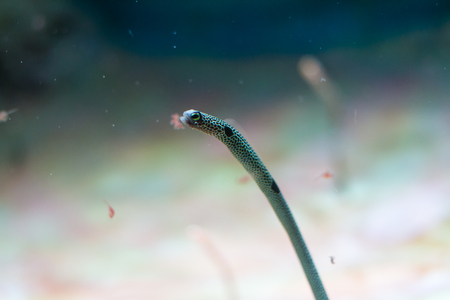 Spotted garden eel (Heteroconger hassi)の写真素材