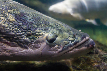 Close up of Pirarucu (Arapaima gigas) 's headの写真素材