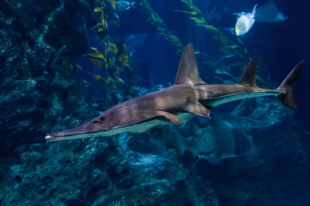 Giant guitarfish (Rhynchobatus djiddensis) also known as the whitespotted wedgefish. in Thai language common name is White Spotted Ronun.の写真素材