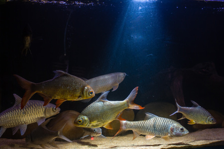 Schooling of barb and Australian Spotted Arowana