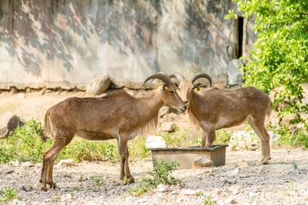 Mountain goat finding their food