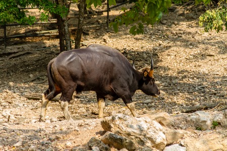 Gaur(Bos gaurus) walk around mountain territoryの写真素材