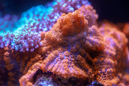 Close up of Orange Red Mushroom Coral (Actinodiscus sp.)