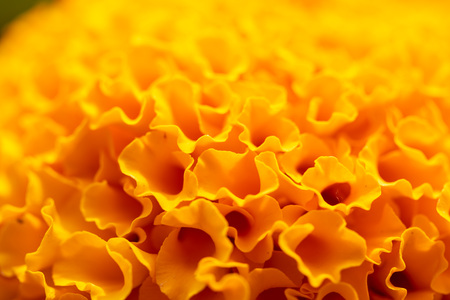 Close up Texture of Blooming Mexican marigold or Aztec marigold (Tagetes erecta) beautiful yellow flowerの写真素材
